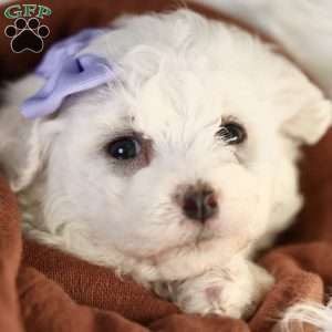 Bella, Bichon Frise Puppy